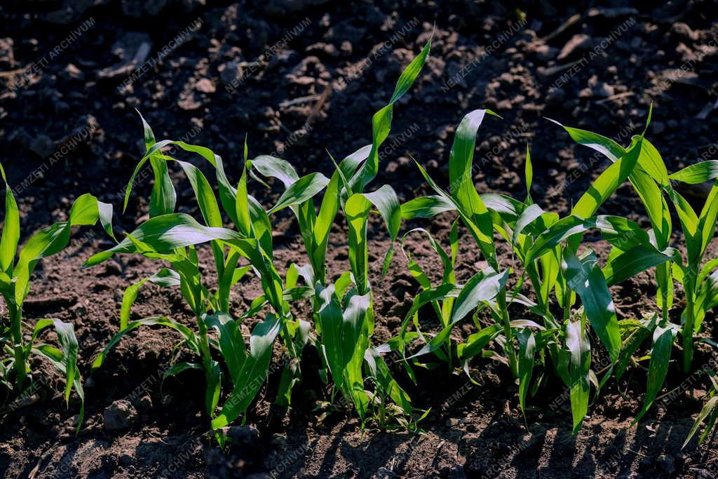 Mezőgazdaság - Időjárás - Aszály veszély Hajdúháton