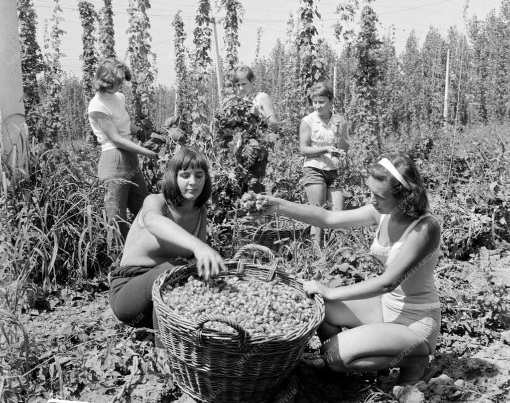 Mezőgazdaság - Hódmezővásárhelyi Állami Gazdaság