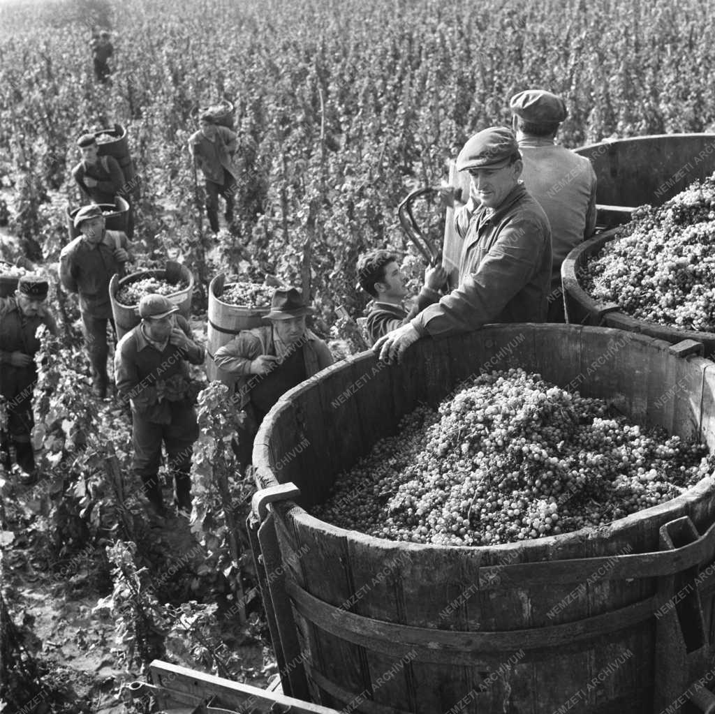 Mezőgazdaság - Mezőgazdasági munka