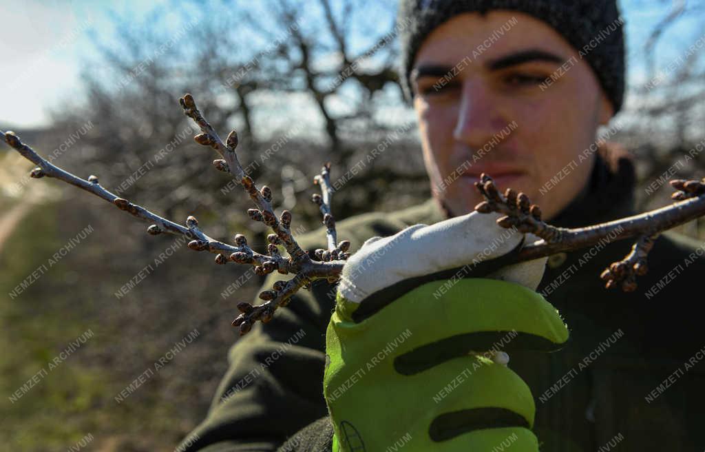 Mezőgazdaság - Debrecen - Metszés a gyümölcsösben 