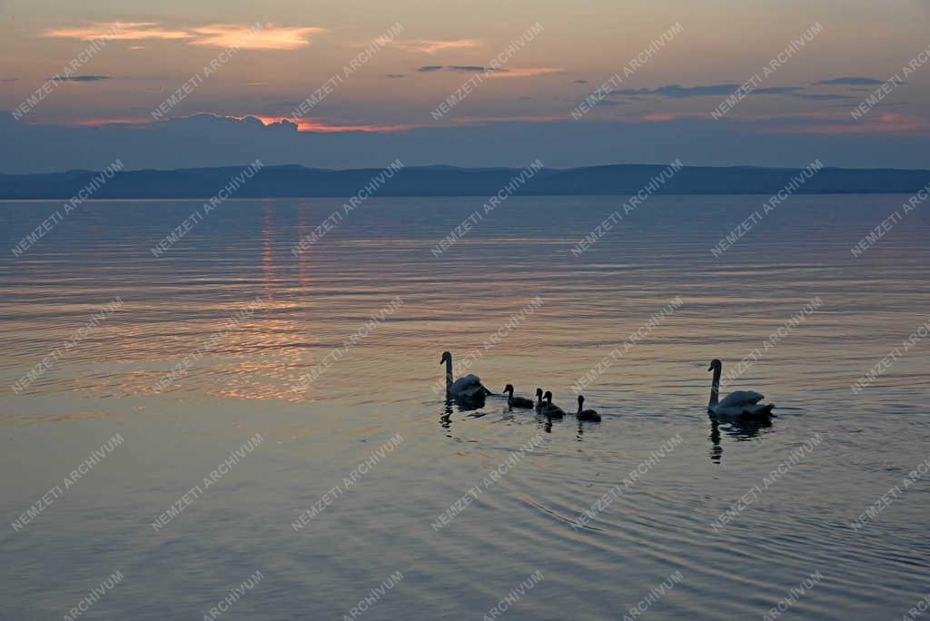 Természet - Siófok - Hattyúcsalád