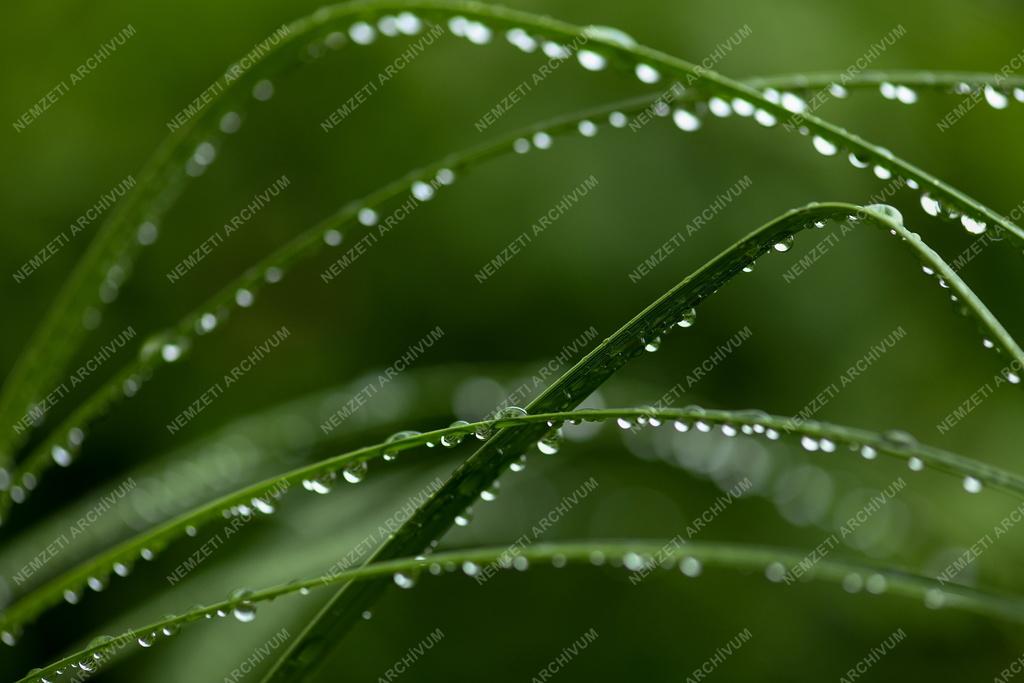 Természet - Időjárás - Esőcseppek gyöngysora a növényen