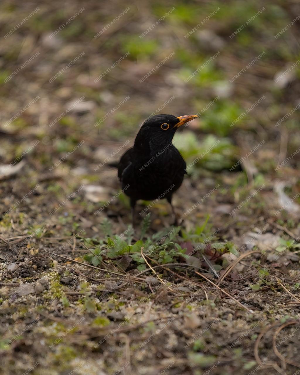 Természet - Állatvilág - Fekete rigó