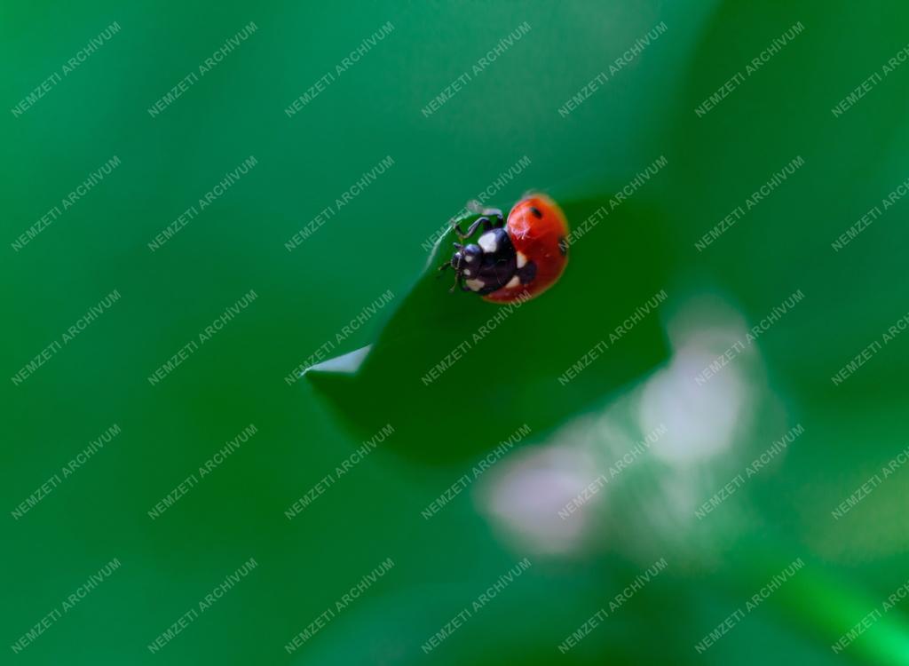 Természet - Állatvilág - Hétpettyes katicabogár