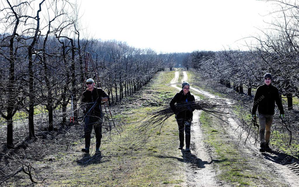 Mezőgazdaság - Debrecen - Metszés a gyümölcsösben 