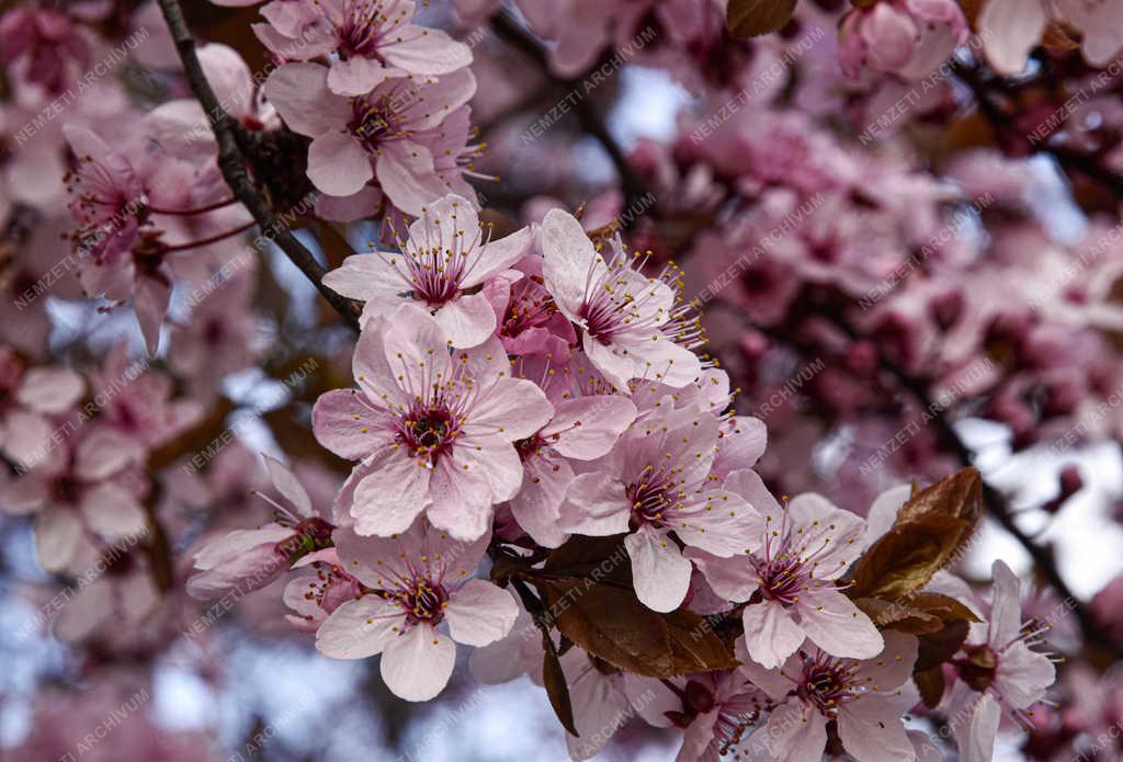 Természet - Budapest - Virágzó fa 