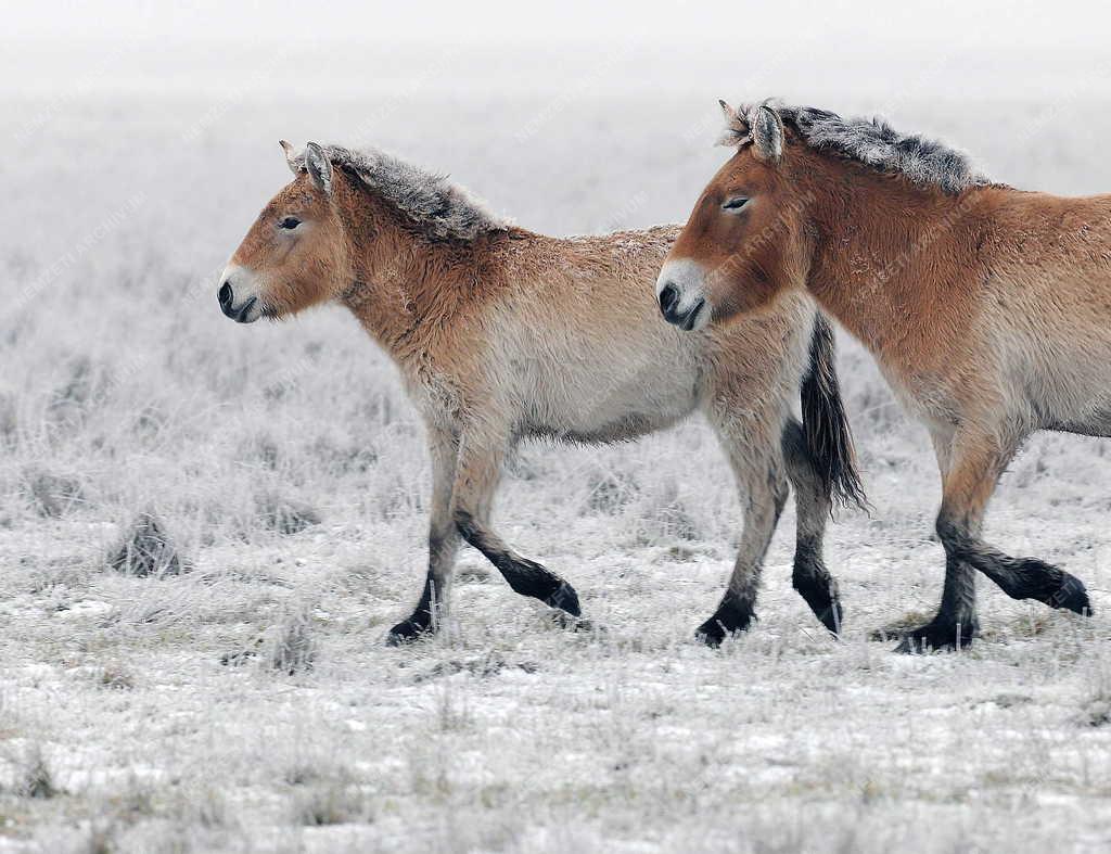 Állatvilág - Hortobágy - PPrzewalski-lovak a Hortobágyon
