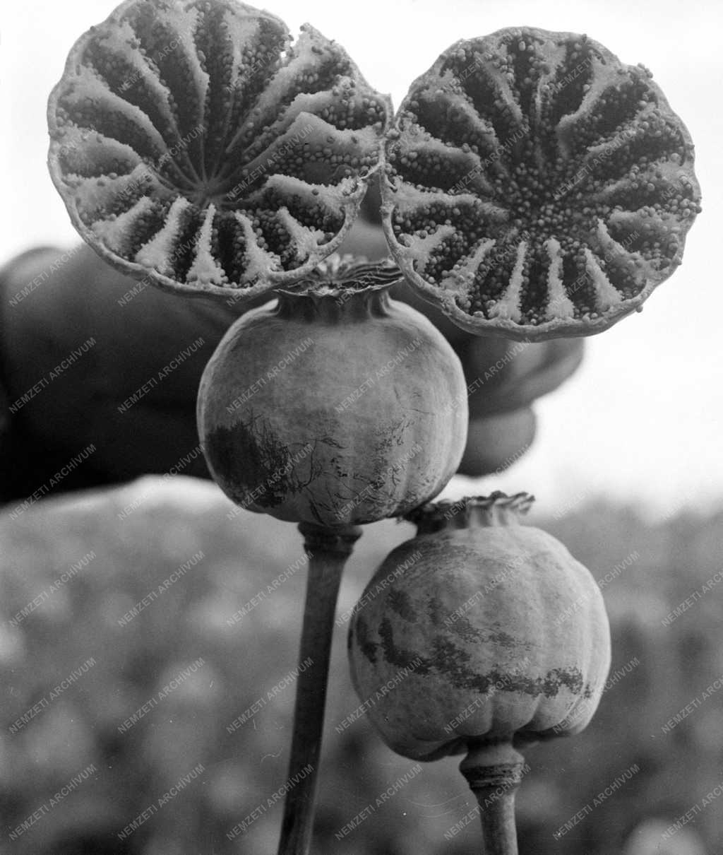 Mezőgazdaság - Csákvári Állami Gazdaság