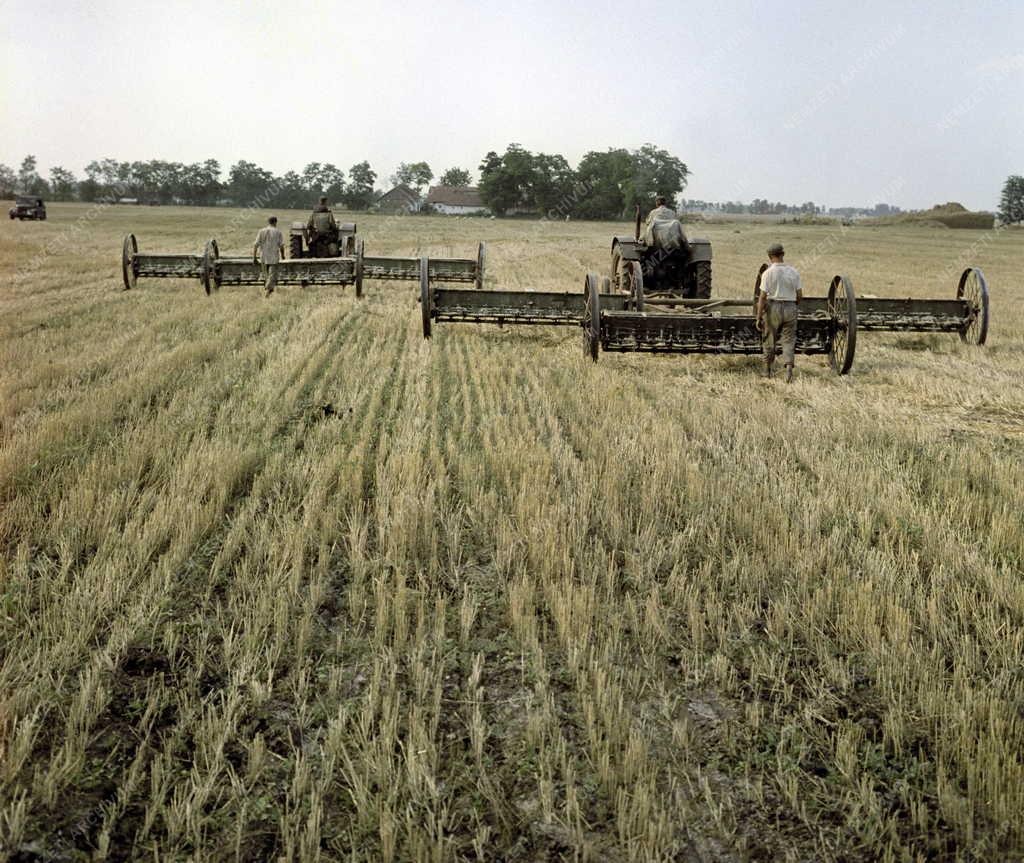 Mezőgazdaság - Aratás a Felsőnyomási Állami Gazdaságban