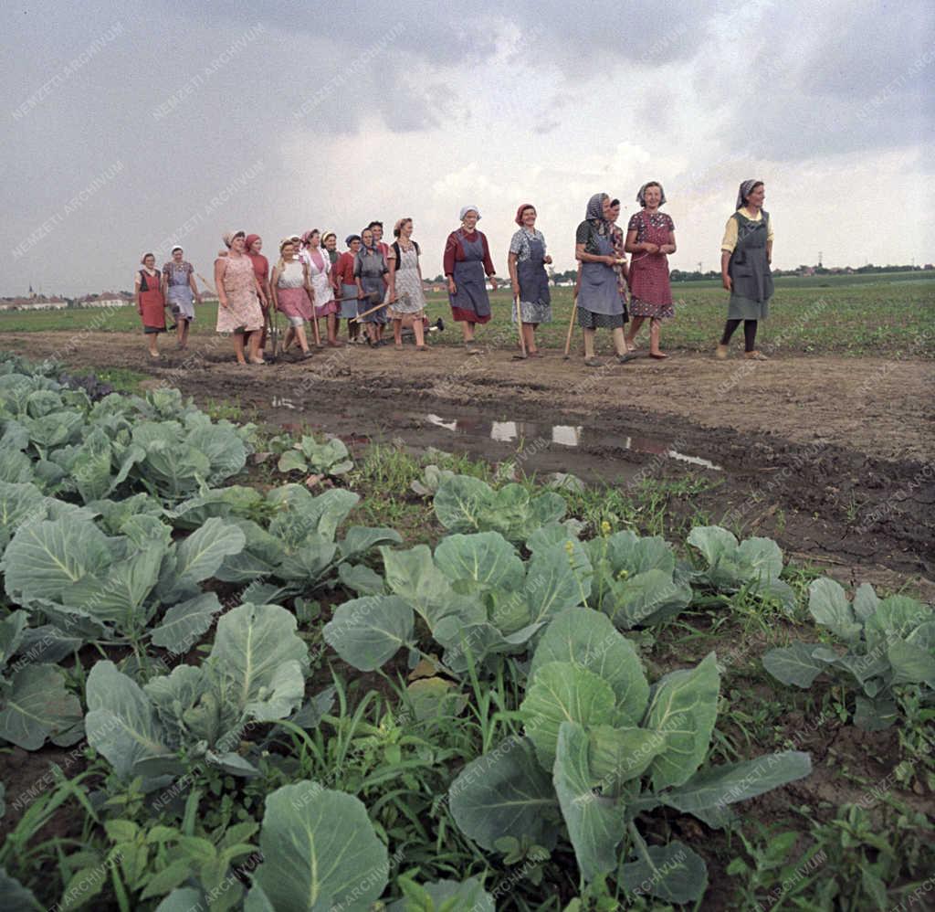Mezőgazdaság - Szervezet - Szocialista brigádok versenye a Borsod megyei téeszekben