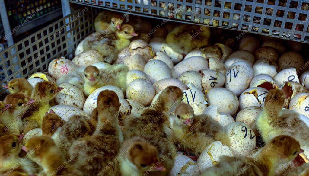 Tudomány - Génmegőrzés a Debreceni Egyetem Agrár Kutatóintézetek és Tangazdaságában
