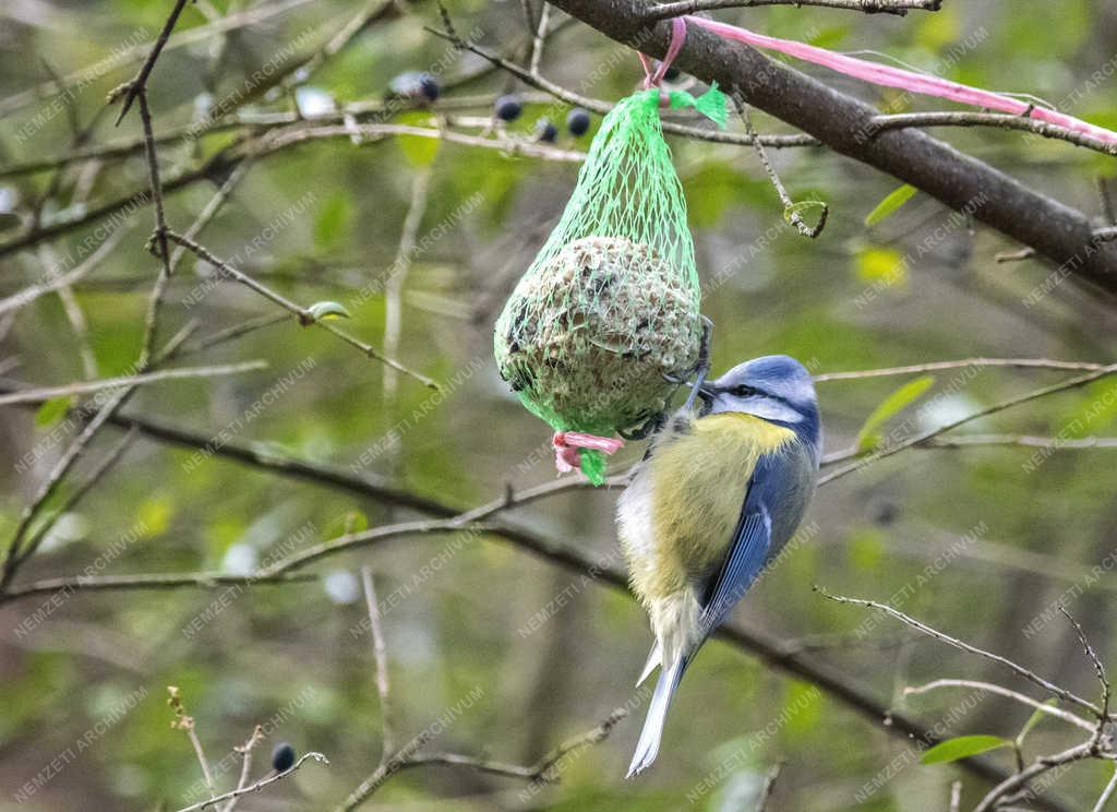 Természet - Budapest - Kék cinege a Népligetben