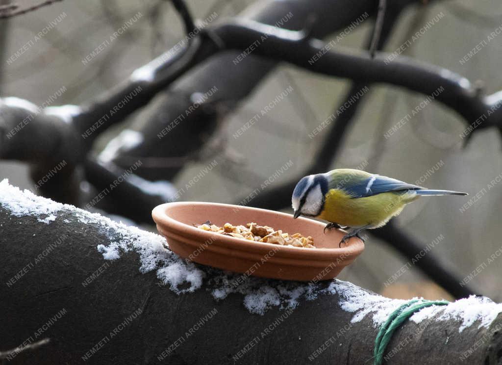 Természet - Budapest - Kék cinege a Népligetben