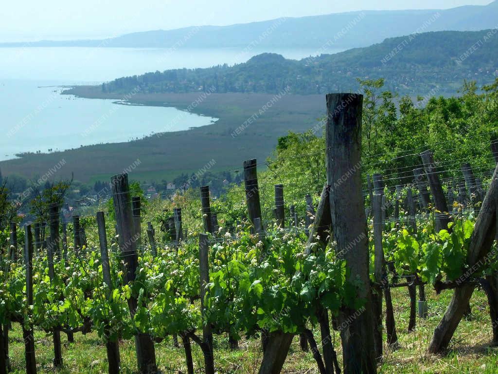 Történelmi borvidék - Badacsony - Szőlőtáblák