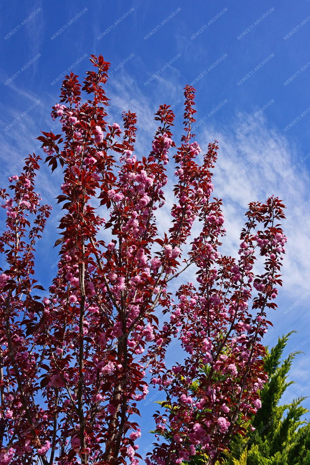 Természet - Növényvilág - Japáncseresznye