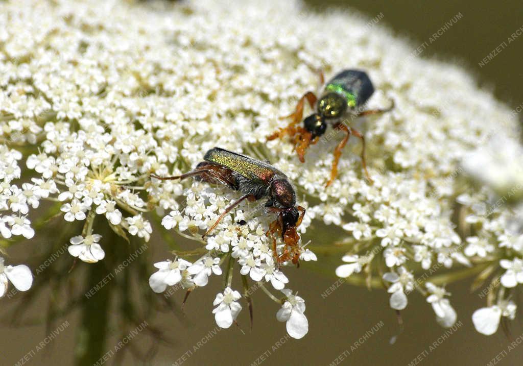 Természet - Budapest - Torzcsápú bogár
