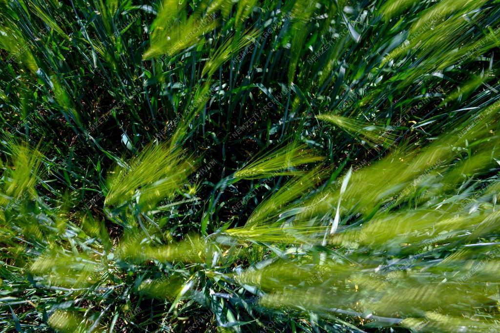 Mezőgazdaság - Kalászt érlel az őszi árpa
