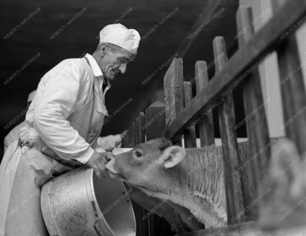Állattenyésztés - Borzderes borjak exportra