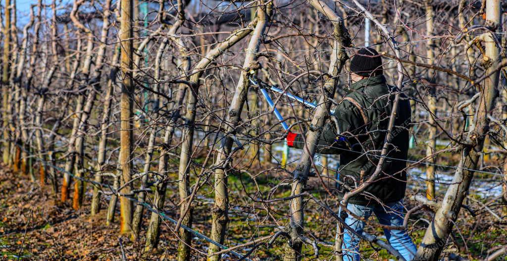 Mezőgazdaság - Metszik az almafákat Debrecen határában