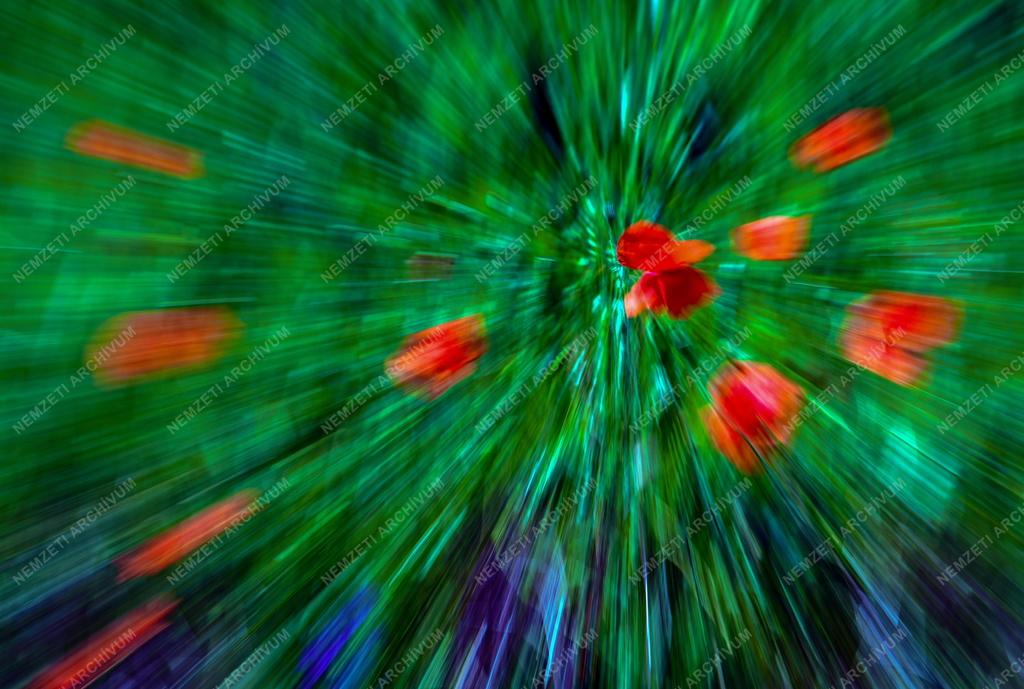 Mezőgazdaság - Érik a gabona Polgárnál