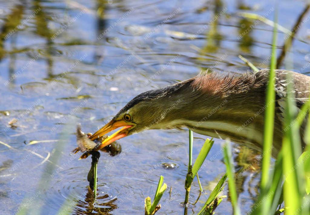 Természet - Budapest - Törpegém