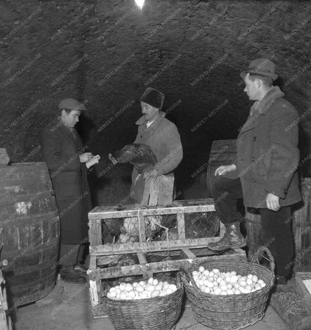 Mezőgazdaság - A dunaszekcsői földműves-szövetkezet