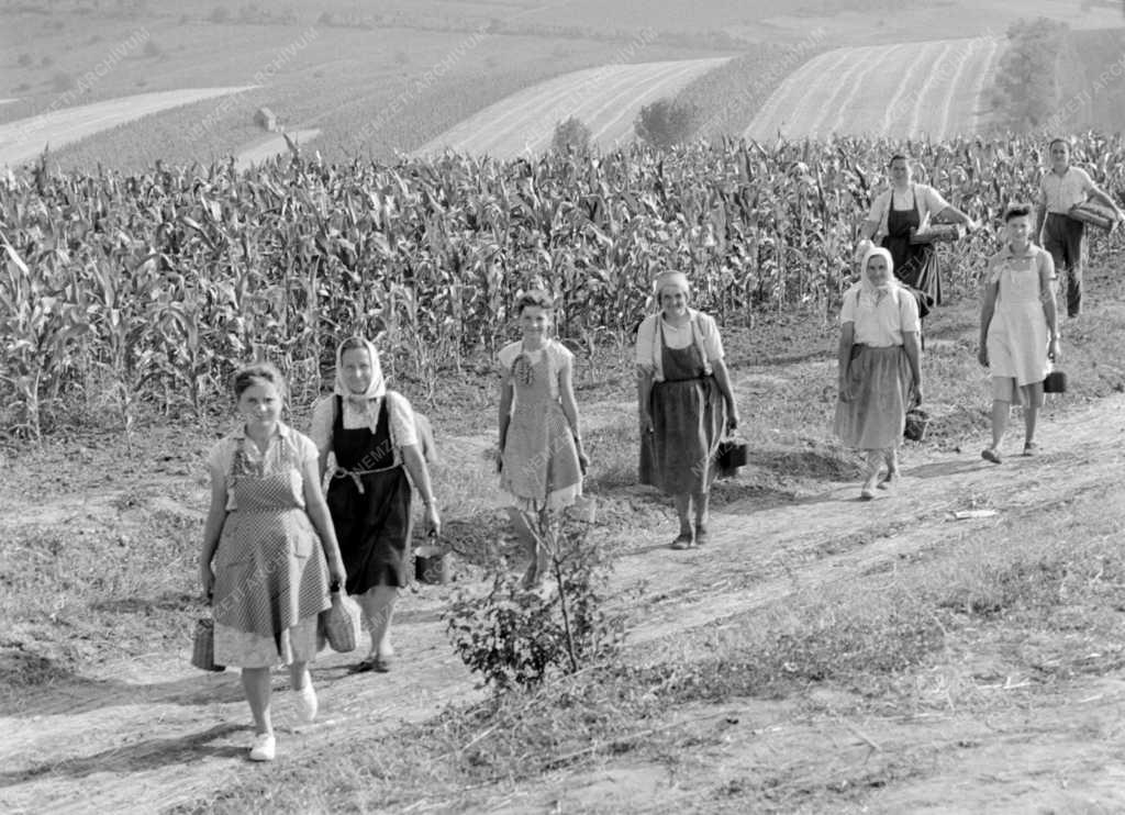 Mezőgazdaság - Nagyrédei Szőlőskert Termelőszövetkezet