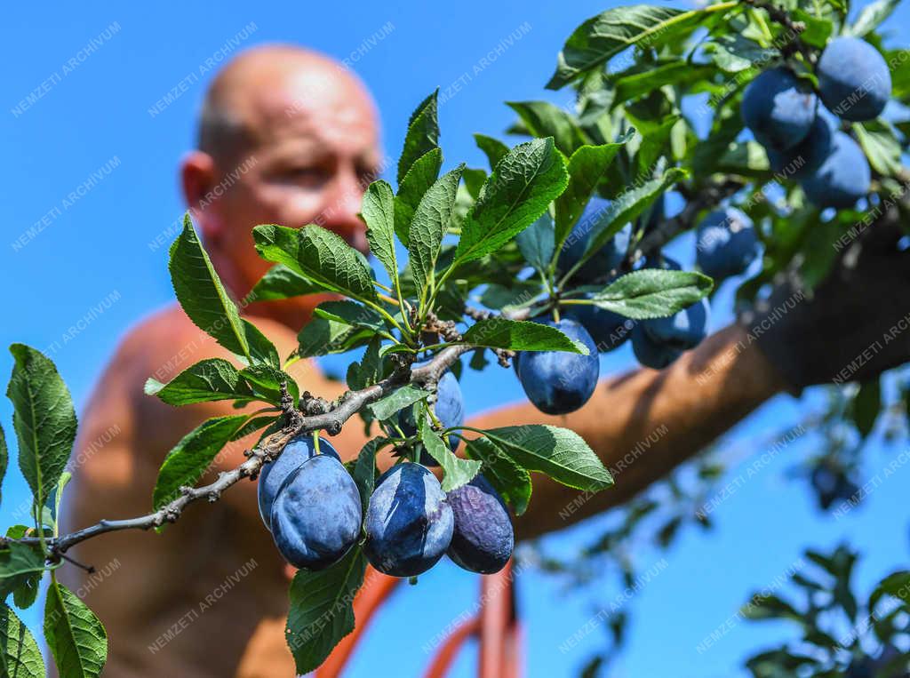 Gyümölcstermesztés - Debrecen - Szilvaszüret