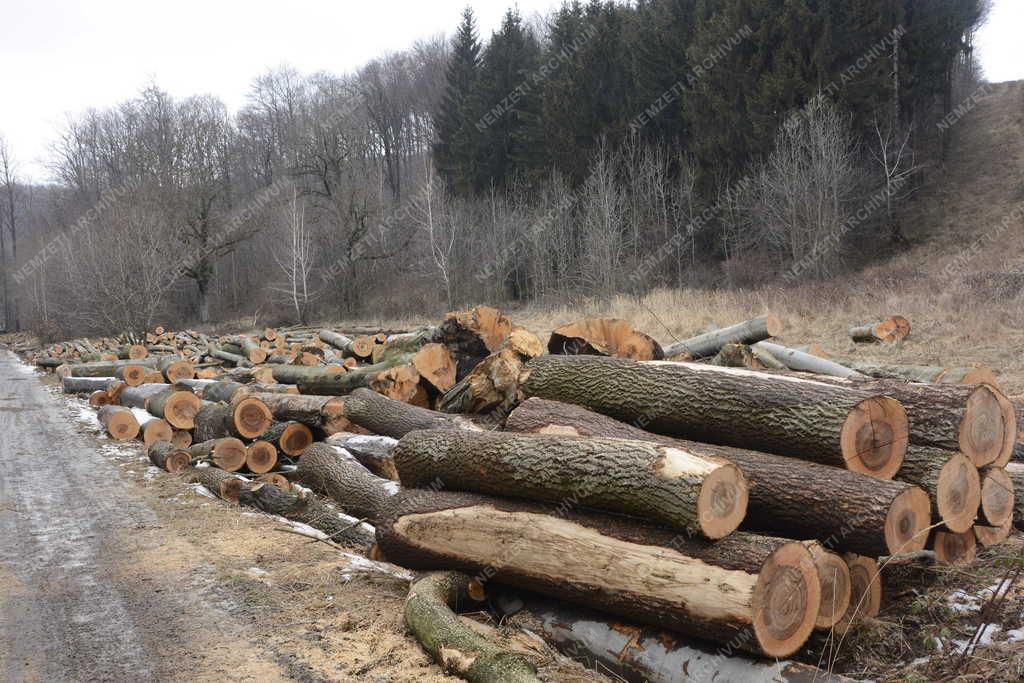 Természet - Nagy-Hideg-hegy - Elszállításra váró farönkök