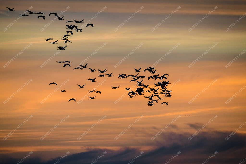 Természet - Darumadár vonulás Balmazújváros határában