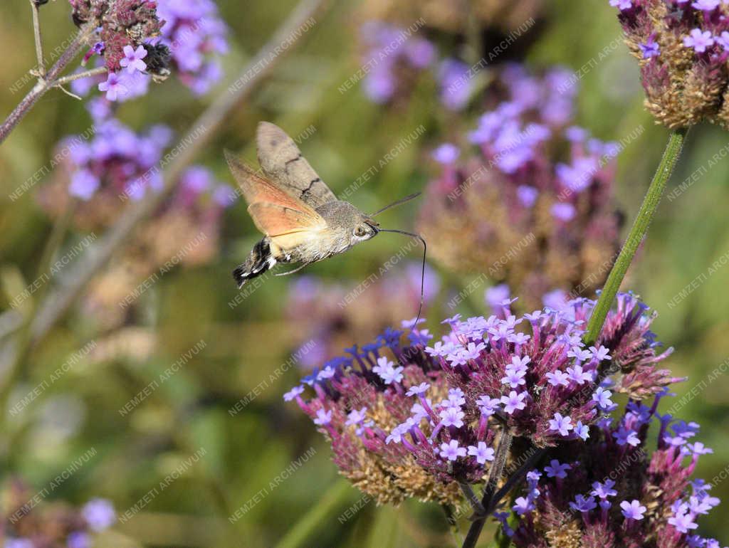 Természet - Budapest - Szenderlepke