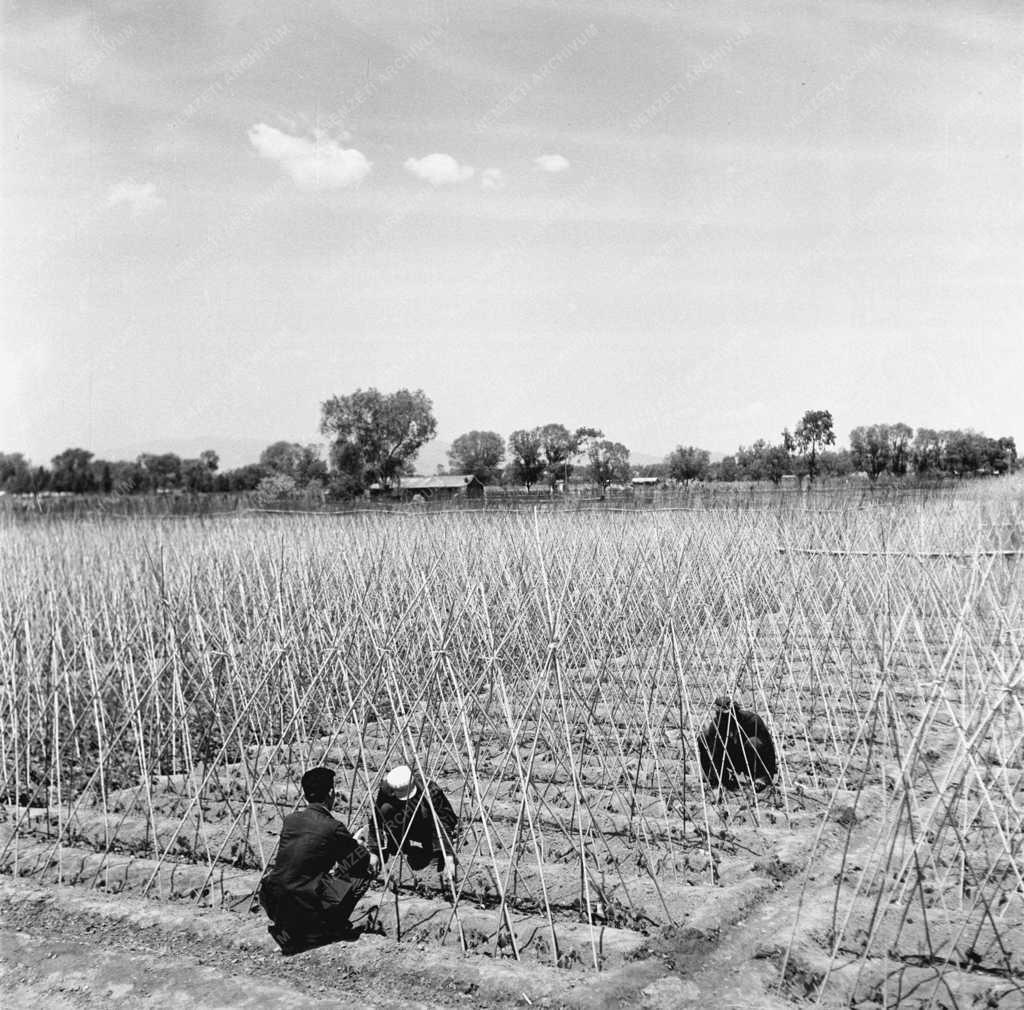 Gazdaság - Uborkatermesztés Kínában