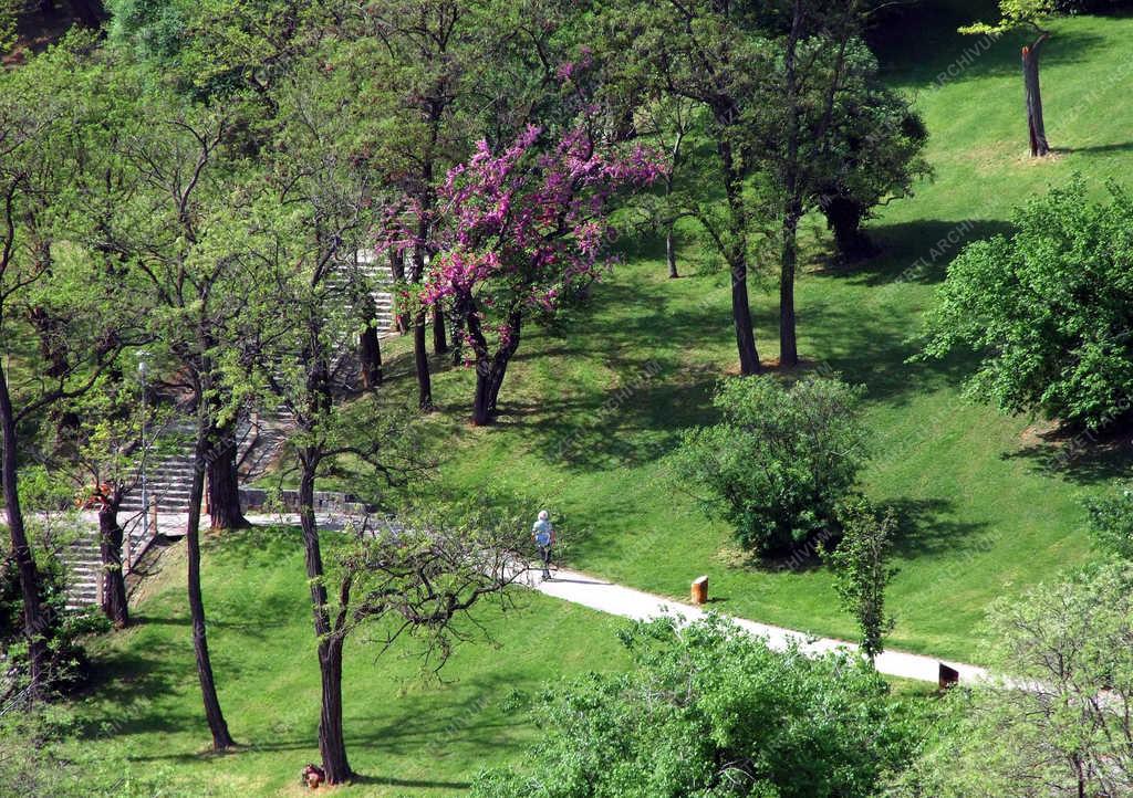 Természet - Budapest - Virágzó fák a Tabánban
