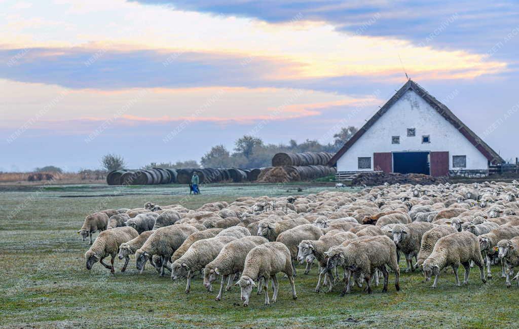 Mezőgazdaság - Őszi legeltetés a Hortobágyon