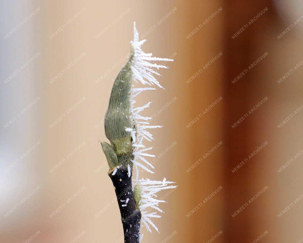 Természet - Debrecen - Zúzmarás növények