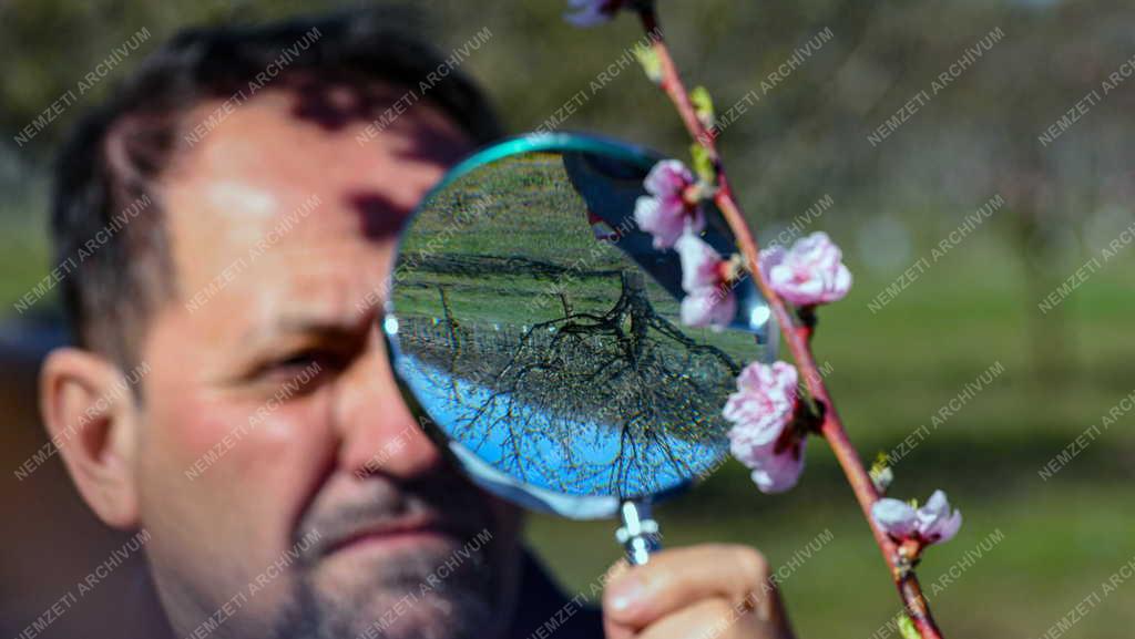 Mezőgazdaság - Őszibarack virágzás, termésbecslés Debrecennél