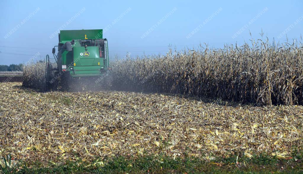 Mezőgazdaság - Debrecen - Kukorica betakarítás