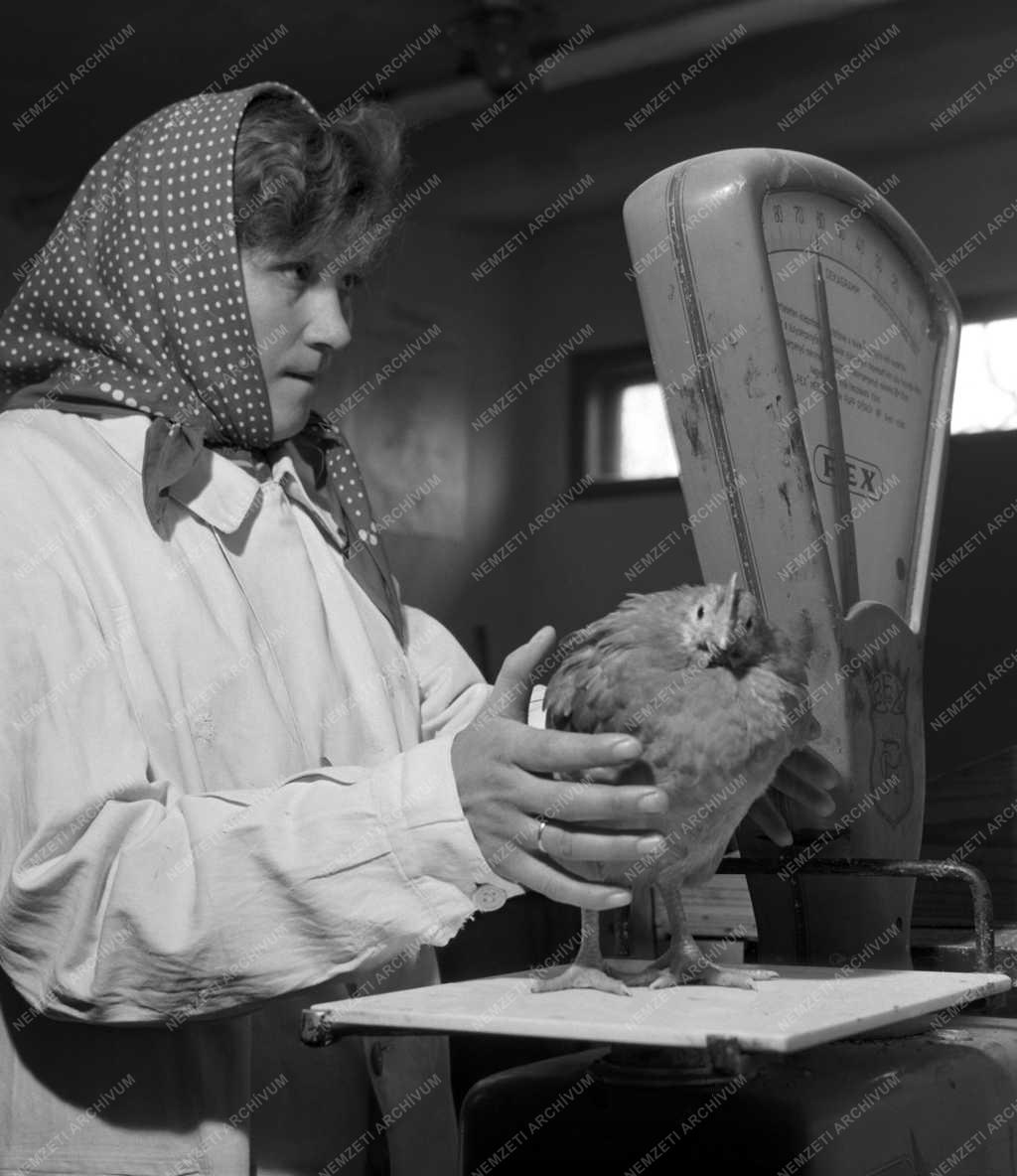 Tudomány - Gödöllői Kisállattenyésztési Kutatóintézet