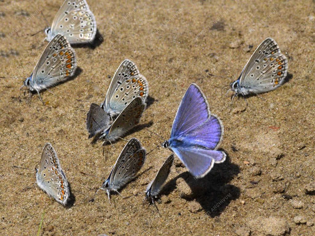 Természet - Budapest - Boglárka lepke