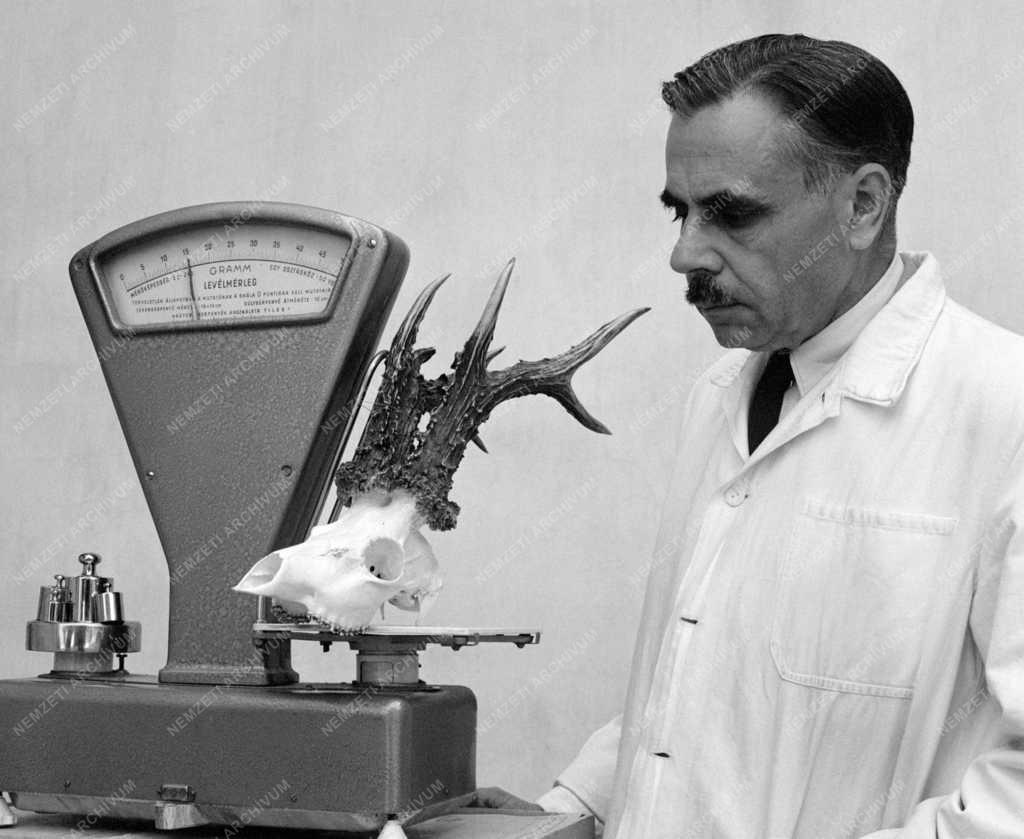 Mezőgazdaság - Érdekesség - Őzbak agancs világrekorder Magyarországon