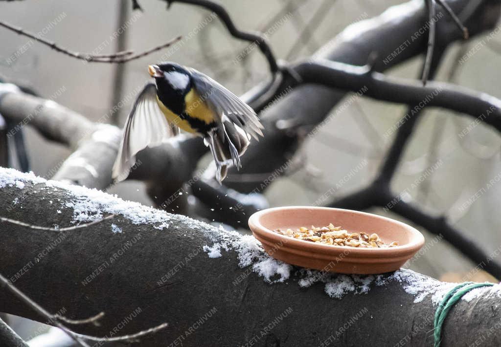 Természet - Budapest - Széncinege a Népligetben
