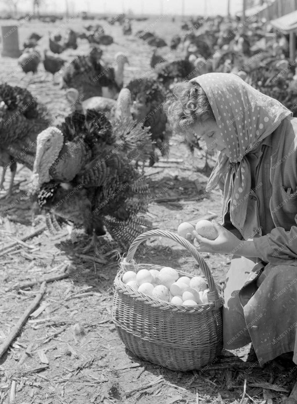 Mezőgazdaság - Állattenyésztés - Pulykatelep