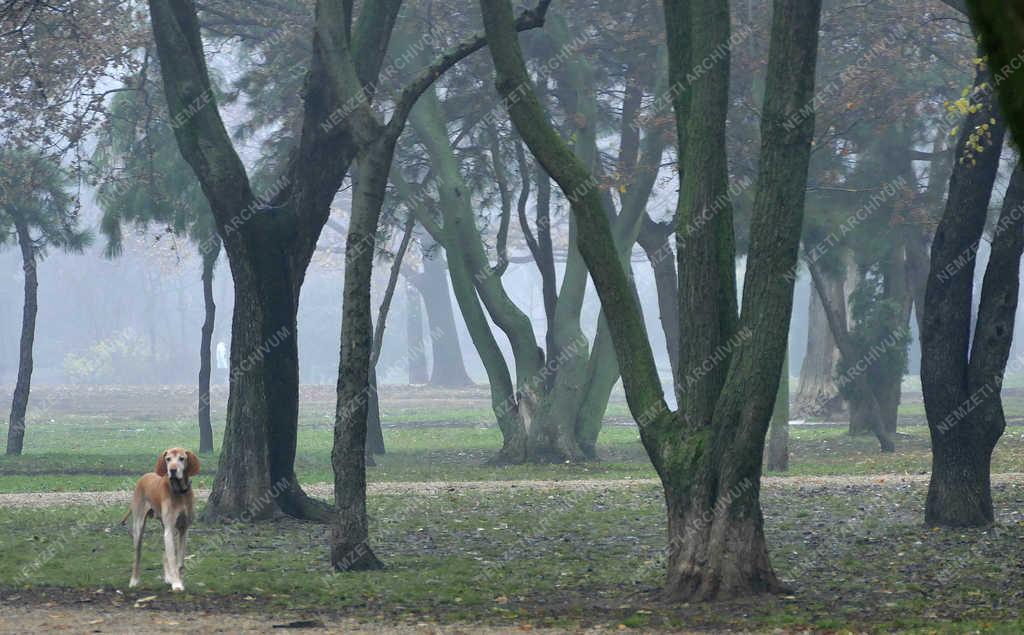 Időjárás - Budapest - Ködös téli reggel a parkban
