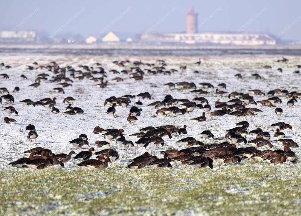 Természet - Hortobágy - Nagy lilik sereg