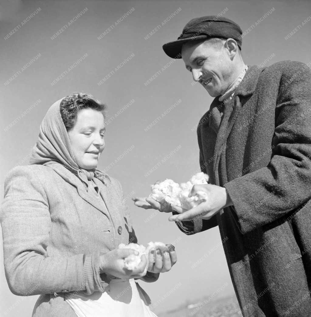 Mezőgazdaság - Hajdú Júlia gyapotszedő