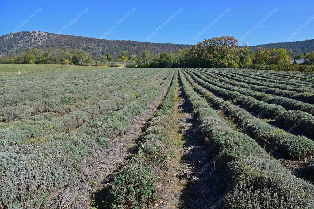 Tájkép - Pilisborosjenői Kevélyhegyi Tanösvény 