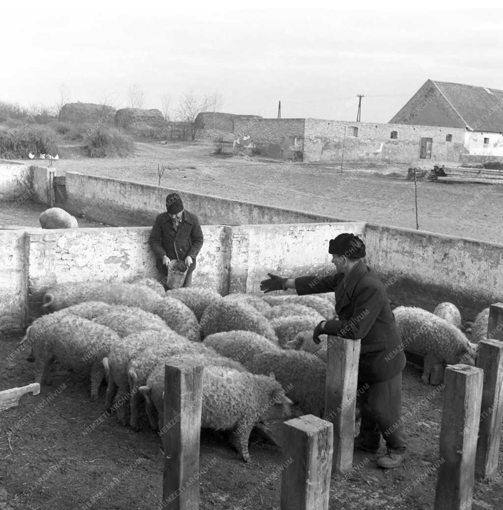 Mezőgazdaság - Állattenyésztés - Sertés