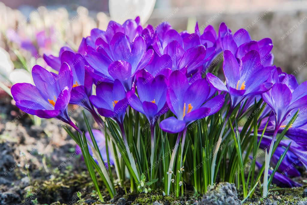Természet - Budapest - Lila crocus