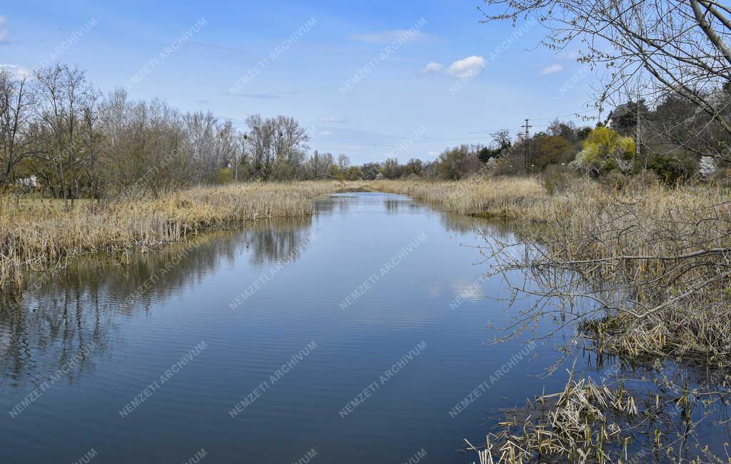 Természet - Soroksári-Kis-Duna-ág - Molnár-sziget