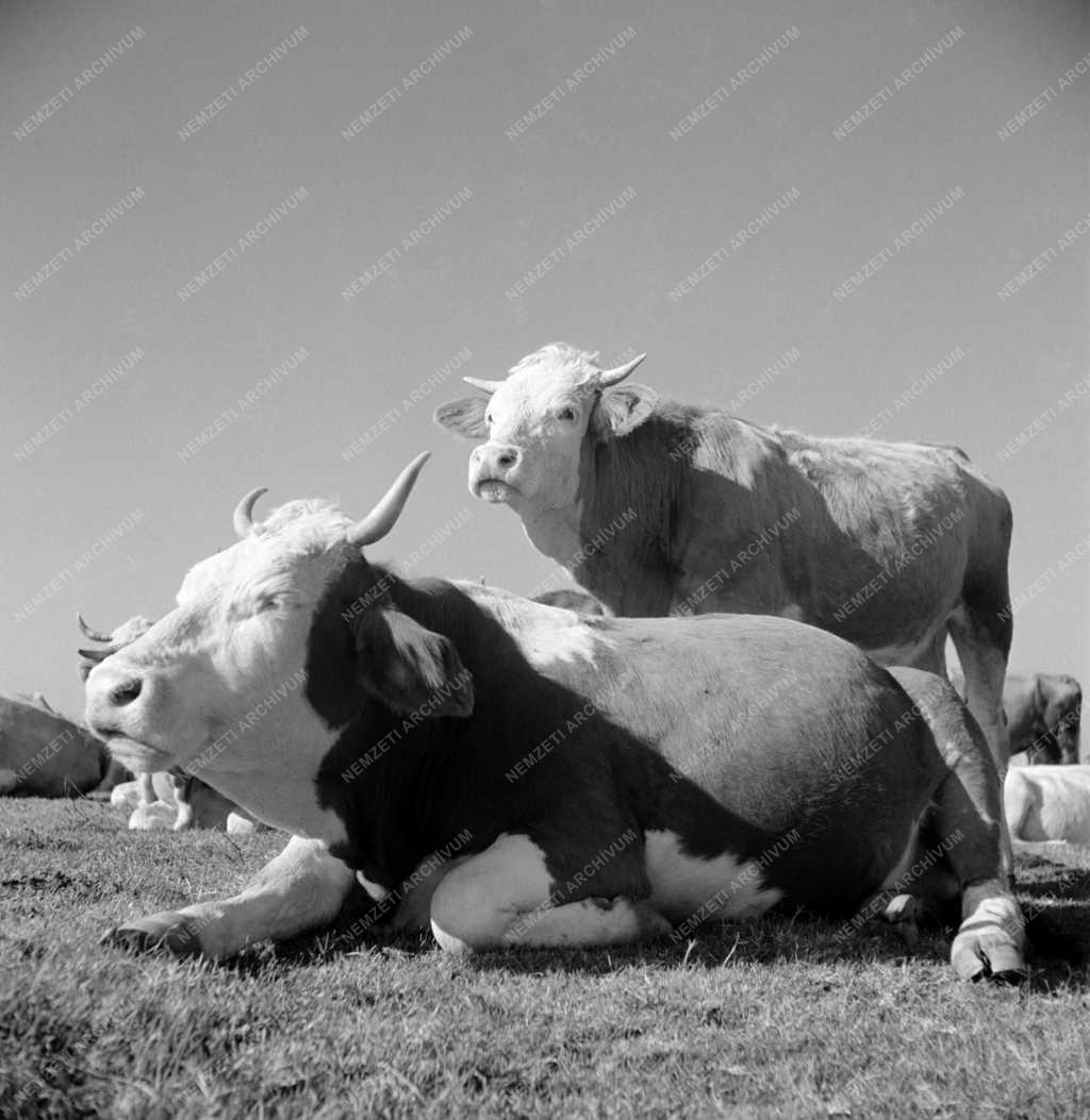 Mezőgazdaság - Szarvasmarha